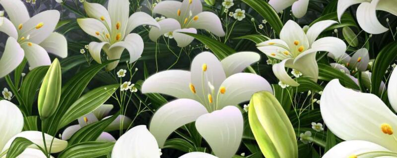 夏季如何养鲜花（夏季如何养鲜花盆栽）