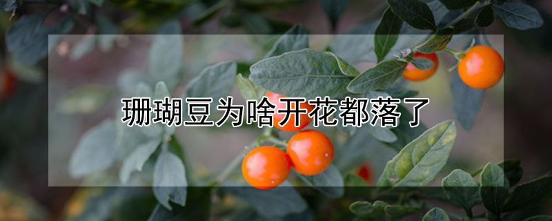 珊瑚豆为啥开花都落了 珊瑚豆为啥开花然后自然掉了