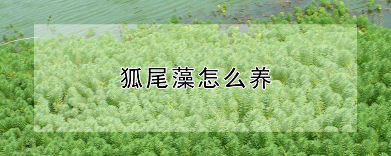 狐尾藻怎么养 狐尾藻没有根能活吗