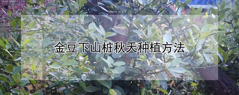 金豆下山桩秋天种植方法（金豆下山桩秋天种植方法图片）
