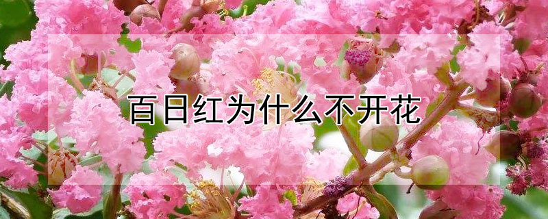 百日红为什么不开花 百日红不开花的原因