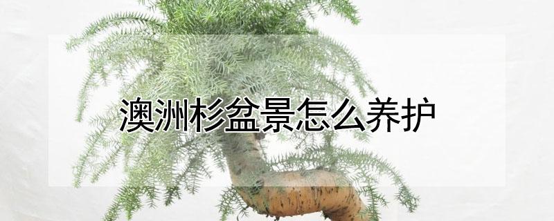 澳洲杉盆景怎么养护（澳洲杉盆景怎么养护视频）