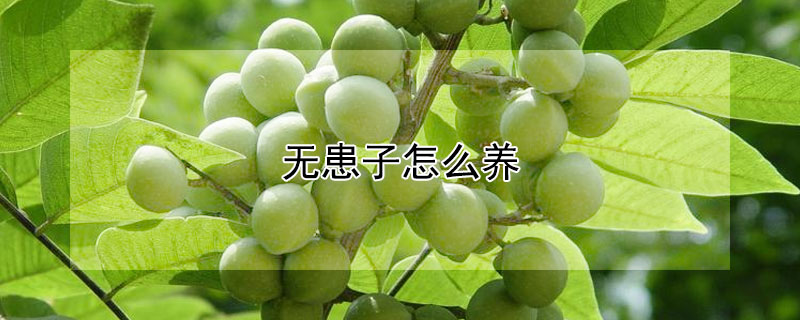 无患子怎么养（无患子的养护）