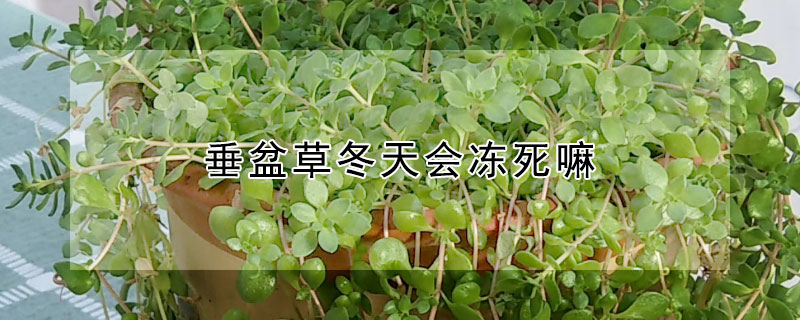 垂盆草冬天会冻死嘛（垂盆草冬天会冻死嘛视频）
