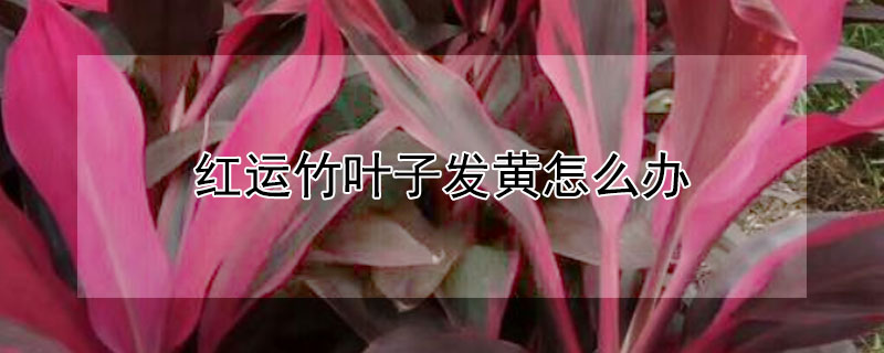 红运竹叶子发黄怎么办（转运竹叶子发黄怎么办）