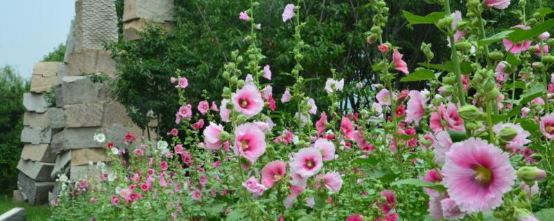 蜀葵开花后怎样修剪（蜀葵开花后怎样修剪好）