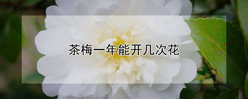 茶梅一年能开几次花（最旺人的三种花）