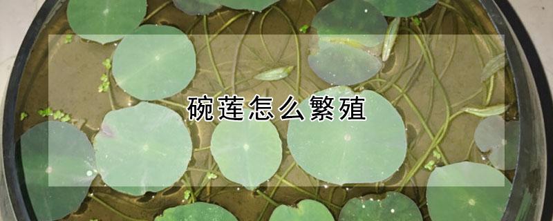 碗莲怎么繁殖 碗莲怎么繁殖方法