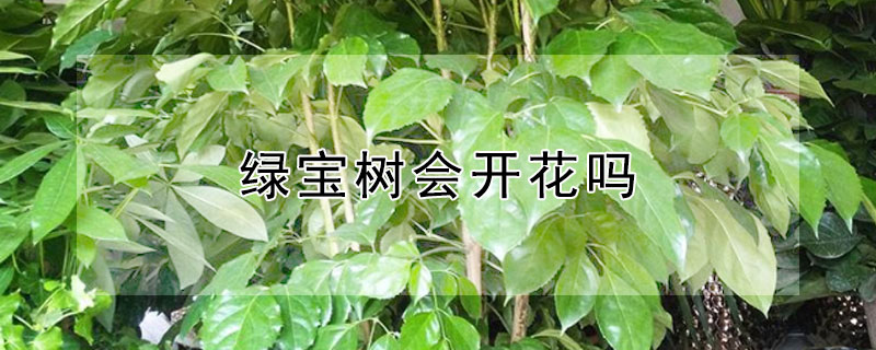 绿宝树会开花吗 绿宝树会开花吗图片