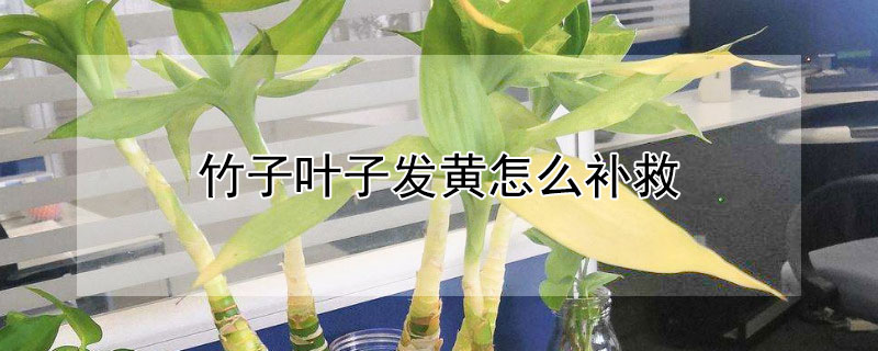 竹子叶子发黄怎么补救 观赏竹子叶子发黄怎么补救