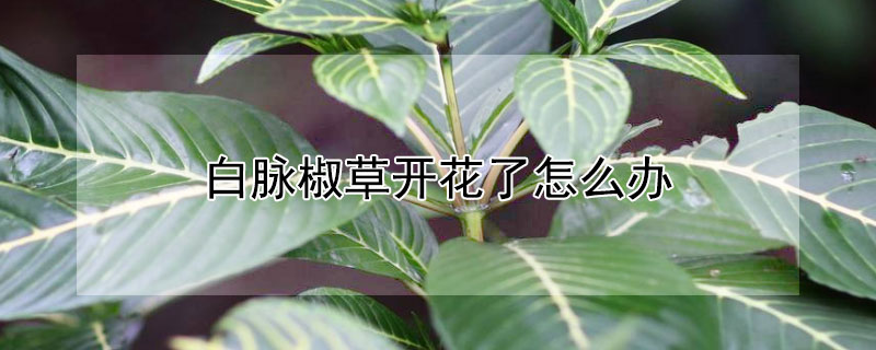 白脉椒草开花了怎么办 白脉椒草开花怎么处理