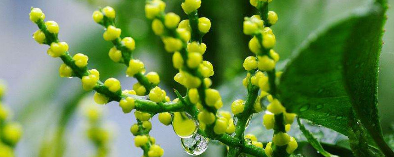 珠兰花的养殖方法 珠兰花的养殖方法和技术