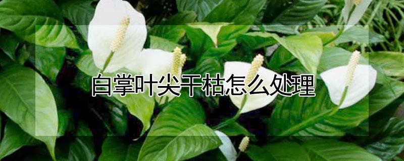 白掌叶尖干枯怎么处理（白掌叶子尖枯萎怎么办）