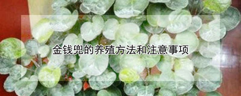金钱兜的养殖方法和注意事项（金钱兜的养殖方法和注意事项金钱兜怎么养?）