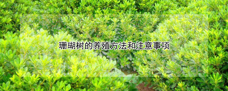 珊瑚树的养殖方法和注意事项 珊瑚树盆栽图片