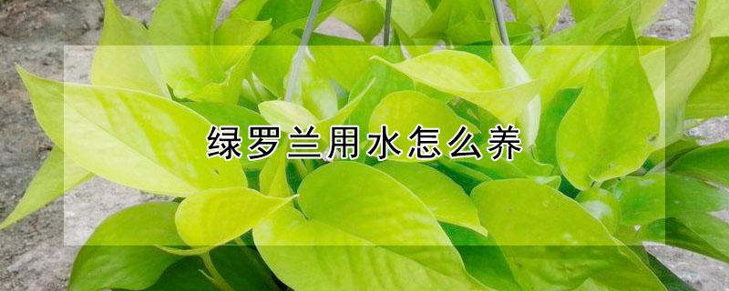 绿罗兰用水怎么养 绿罗兰怎么养在水里可以吗
