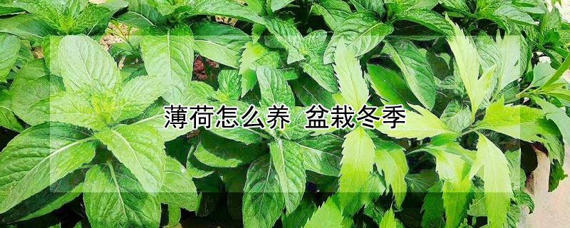 薄荷怎么养 薄荷怎么养护