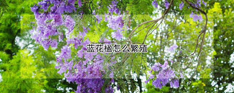 蓝花楹怎么繁殖（蓝花楹怎么繁殖方法）