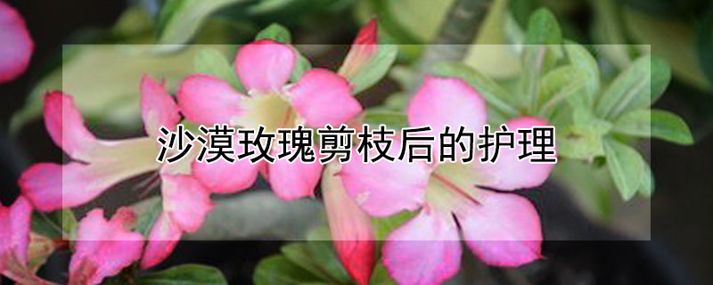 沙漠玫瑰剪枝后的护理 沙漠玫瑰剪枝后的护理要点