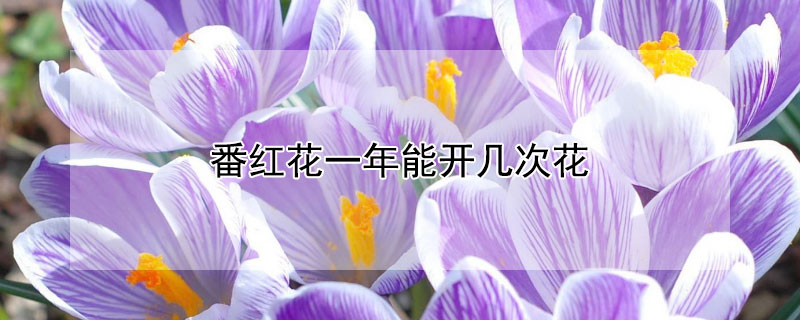番红花一年能开几次花 番红花一年能开几次花