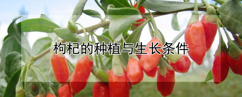 枸杞的种植与生长条件 枸杞的种植技术