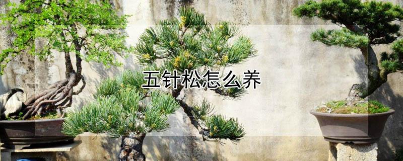 五针松怎么养（那须五针松怎么养）