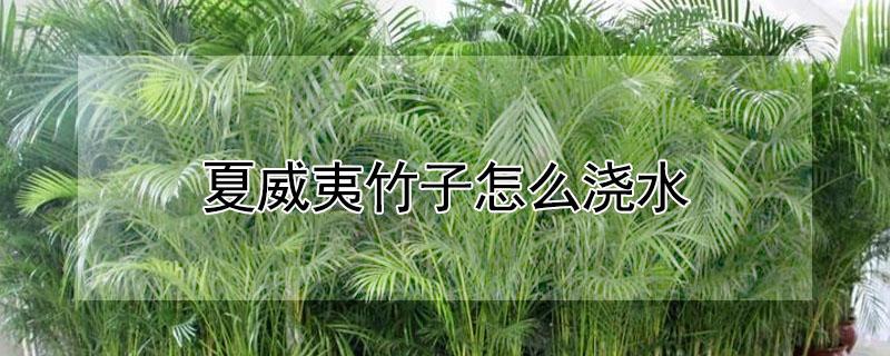 夏威夷竹子怎么浇水 夏威夷竹几天浇一次水