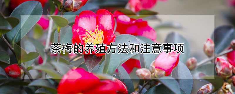 茶梅的养殖方法和注意事项（茶梅的养殖方法和注意事项茶梅可以剪技载培）