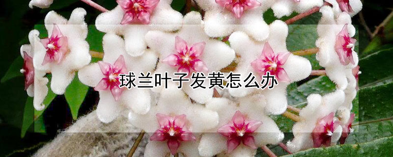球兰叶子发黄怎么办 球兰叶子发黄怎么办视频