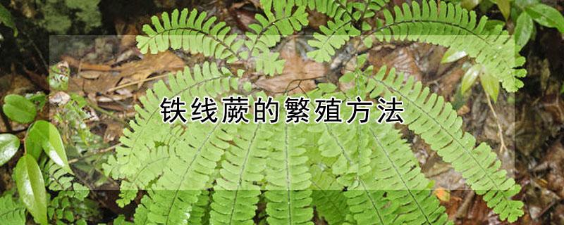 铁线蕨的繁殖方法 铁线蕨的繁殖方法图