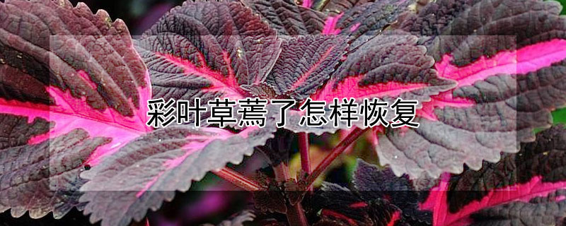 彩叶草蔫了怎样恢复 彩叶草蔫了怎样恢复原状