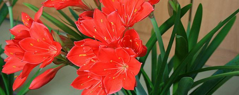 紫根兰怎么养才能开花（紫根兰几年才能开花）