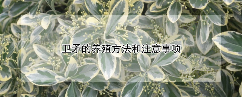 卫矛的养殖方法和注意事项（冬青卫矛的养殖方法和注意事项）