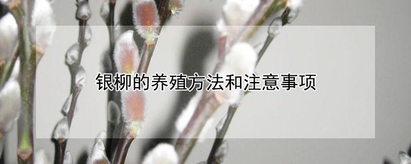 银柳的养殖方法和注意事项 水培银柳的养殖方法和注意事项