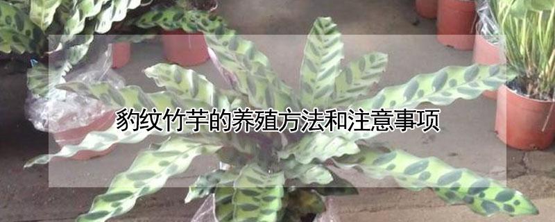 豹纹竹芋的养殖方法和注意事项（豹纹竹芋的养殖方法和注意事项视频）