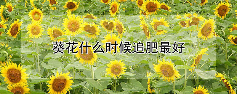 葵花什么时候追肥最好 葵花什么时候施肥最好