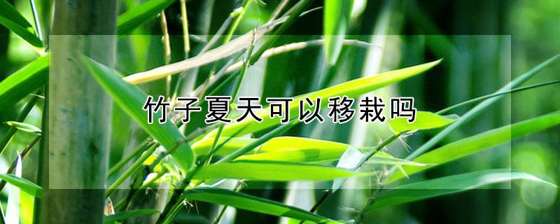 竹子夏天可以移栽吗 竹子夏天能移栽吗