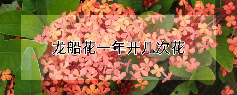 龙船花一年开几次花（龙船花一年能开几次花）