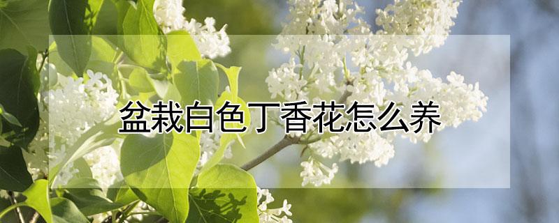 盆栽白色丁香花怎么养（盆栽白色丁香花怎么养护和管理）