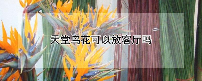 天堂鸟花可以放客厅吗（天堂鸟花可以放客厅吗风水好吗）