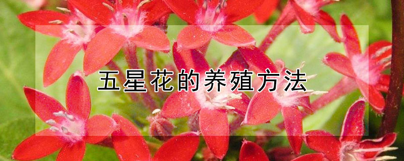 五星花的养殖方法（五星花养殖方法与技巧）