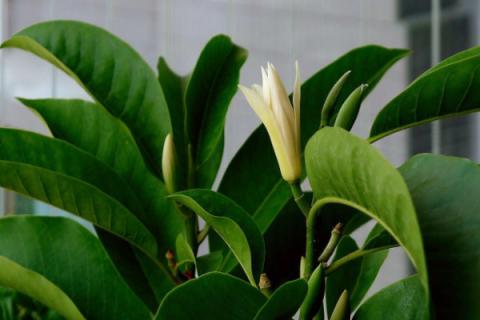 盆栽白兰花怎么过冬
