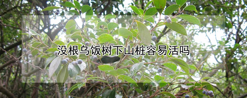 没根乌饭树下山桩容易活吗 乌饭树根系