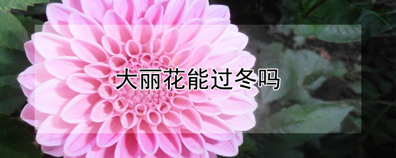 大丽花能过冬吗 大丽花能过冬吗怕冷吗