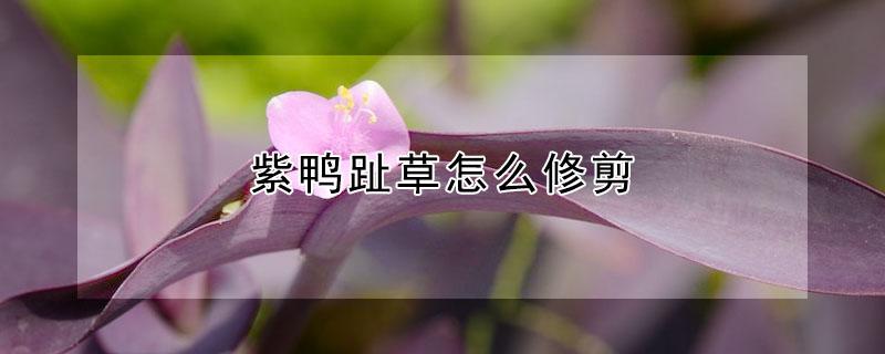 紫鸭趾草怎么修剪 紫鸭趾草怎么栽漂亮