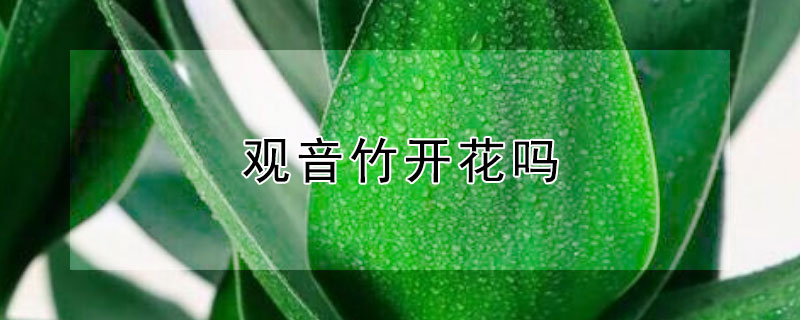 观音竹开花吗（观音竹开花吗水养）