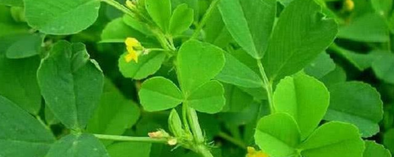 苜蓿种植时间和要点 苜蓿种植前景如何