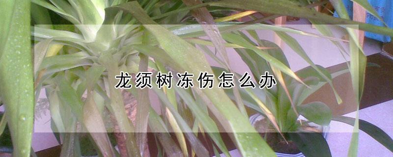 龙须树冻伤怎么办 龙须树冻伤怎么办呢