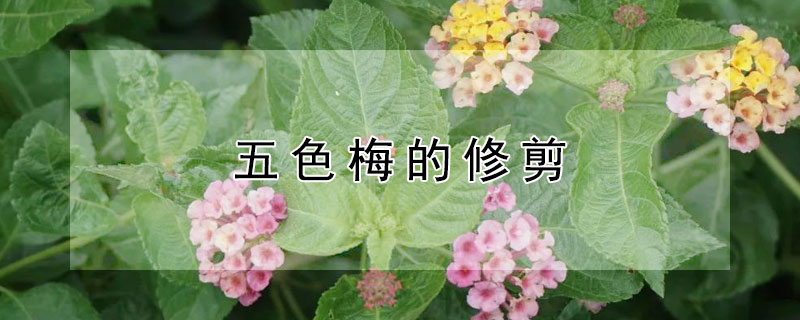 五色梅的修剪（五色梅的修剪方法视频）