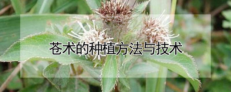 苍术的种植方法与技术（懒人种植十大紧缺药材）